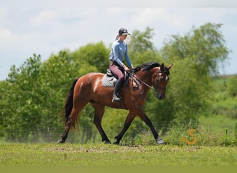Percheron Mix, Wallach, 4 Jahre, 160 cm, Rotbrauner