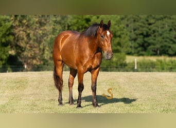 Percheron Mix, Wallach, 4 Jahre, 160 cm, Rotbrauner