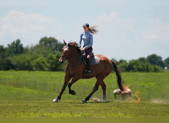 Percheron Mix, Wallach, 4 Jahre, 160 cm, Rotbrauner