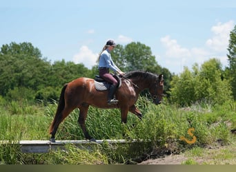 Percheron Mix, Wallach, 4 Jahre, 160 cm, Rotbrauner