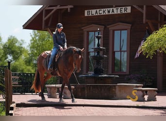Percheron Mix, Wallach, 4 Jahre, 160 cm, Rotbrauner