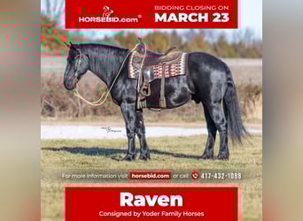 Percheron Mix, Wallach, 4 Jahre, 163 cm, Rappe