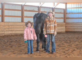 Percheron Mix, Wallach, 4 Jahre, 163 cm, Rappe
