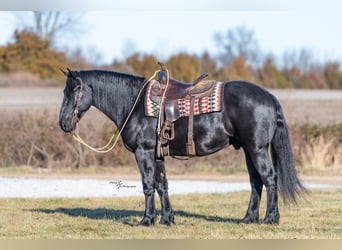 Percheron Mix, Wallach, 4 Jahre, 163 cm, Rappe