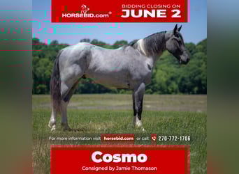 Percheron Mix, Wallach, 4 Jahre, 163 cm, Roan-Blue