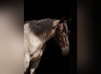 Percheron Mix, Wallach, 4 Jahre, 163 cm, Roan-Blue