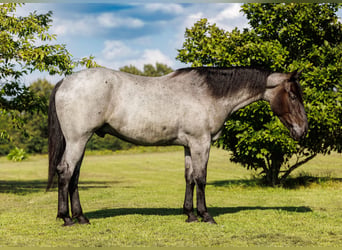 Percheron Mix, Wallach, 4 Jahre, 163 cm, Roan-Blue