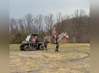Percheron, Wallach, 4 Jahre, 163 cm, Schimmel