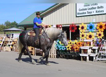 Percheron, Wallach, 4 Jahre, 165 cm, Schimmel