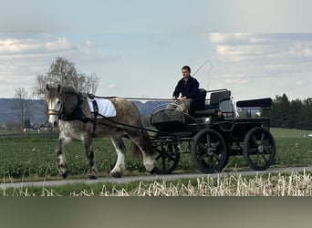 Percheron Mix, Wallach, 4 Jahre, 170 cm, Apfelschimmel