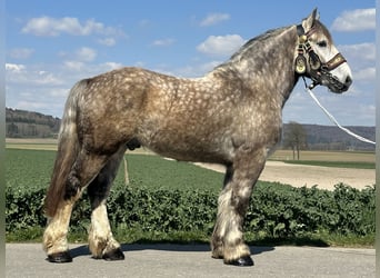 Percheron Mix, Wallach, 4 Jahre, 170 cm, Apfelschimmel