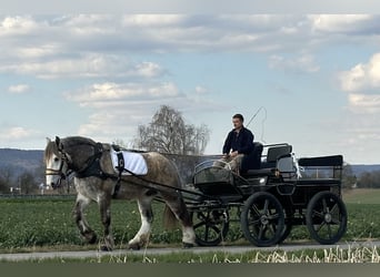 Percheron Mix, Wallach, 4 Jahre, 170 cm, Apfelschimmel