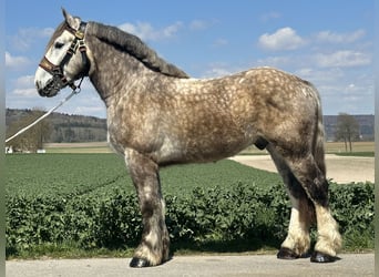 Percheron Mix, Wallach, 4 Jahre, 170 cm, Apfelschimmel