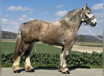 Percheron Mix, Wallach, 4 Jahre, 170 cm, Apfelschimmel