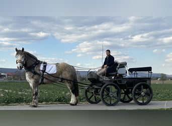 Percheron Mix, Wallach, 4 Jahre, 170 cm, Apfelschimmel