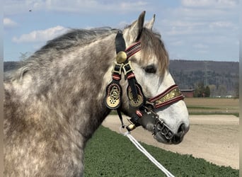 Percheron Mix, Wallach, 4 Jahre, 170 cm, Apfelschimmel