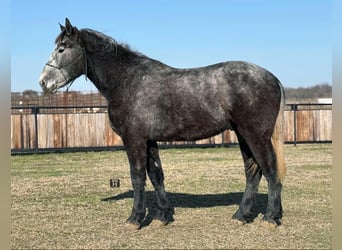 Percheron, Wallach, 4 Jahre, 170 cm, Apfelschimmel