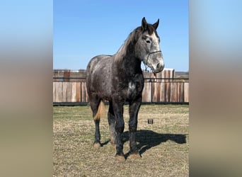 Percheron, Wallach, 4 Jahre, 170 cm, Apfelschimmel