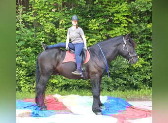 Percheron, Wallach, 4 Jahre, 170 cm, Rappe