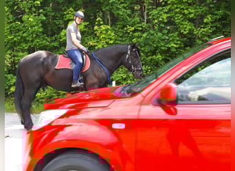 Percheron, Wallach, 4 Jahre, 170 cm, Rappe