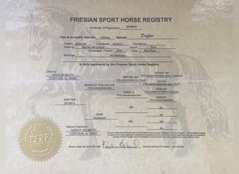 Percheron, Wallach, 4 Jahre, 173 cm, Roan-Blue