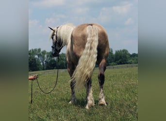 Percheron, Wallach, 4 Jahre, 175 cm, Schimmel