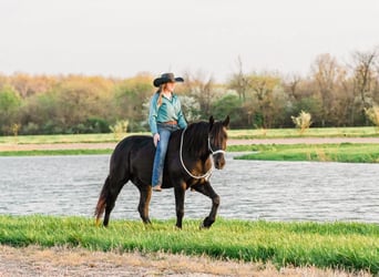 Percheron Mix, Wallach, 4 Jahre, Rappe