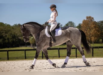 Percheron Mix, Wallach, 4 Jahre, Roan-Blue
