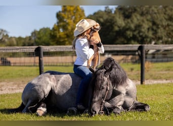 Percheron Mix, Wallach, 4 Jahre, Roan-Blue