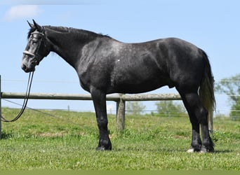 Percheron Mix, Wallach, 4 Jahre, Schimmel
