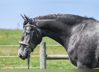 Percheron Mix, Wallach, 4 Jahre, Schimmel