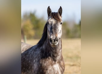 Percheron Mix, Wallach, 5 Jahre, 142 cm, Apfelschimmel