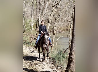 Percheron Mix, Wallach, 5 Jahre, 142 cm, Apfelschimmel
