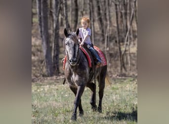 Percheron Mix, Wallach, 5 Jahre, 142 cm, Apfelschimmel