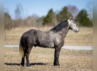 Percheron Mix, Wallach, 5 Jahre, 142 cm, Apfelschimmel