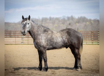 Percheron Mix, Wallach, 5 Jahre, 142 cm, Apfelschimmel
