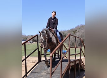 Percheron Mix, Wallach, 5 Jahre, 142 cm, Apfelschimmel