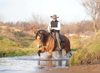 Percheron Mix, Wallach, 5 Jahre, 163 cm, Buckskin