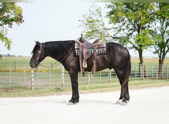 Percheron, Wallach, 5 Jahre, 163 cm, Rappe