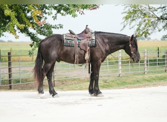 Percheron, Wallach, 5 Jahre, 163 cm, Rappe