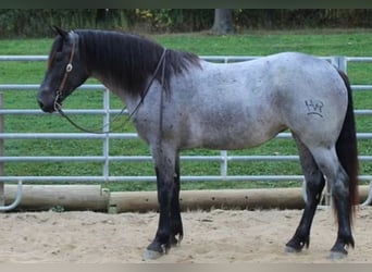 Percheron, Wallach, 5 Jahre, 163 cm, Roan-Blue