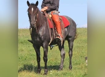 Percheron, Wallach, 5 Jahre, 163 cm, Roan-Blue