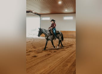 Percheron, Wallach, 5 Jahre, 163 cm, Roan-Blue