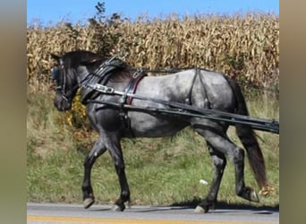 Percheron, Wallach, 5 Jahre, 163 cm, Roan-Blue