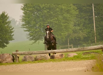 Percheron Mix, Wallach, 5 Jahre, 163 cm, Schimmel