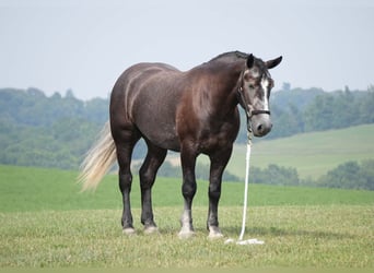 Percheron Mix, Wallach, 5 Jahre, 163 cm, Schimmel