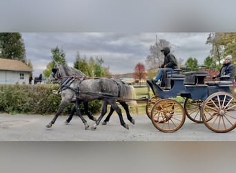 Percheron Mix, Wallach, 5 Jahre, 163 cm, Schimmel