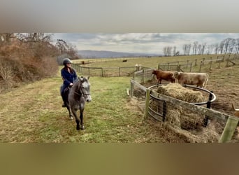 Percheron Mix, Wallach, 5 Jahre, 163 cm, Schimmel