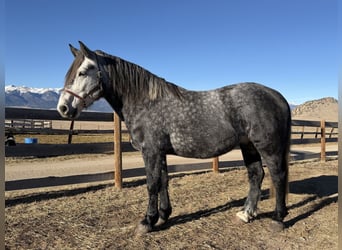 Percheron Mix, Wallach, 5 Jahre, 163 cm, Schimmel