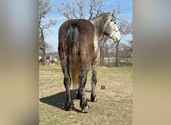 Percheron, Wallach, 5 Jahre, 165 cm, Apfelschimmel